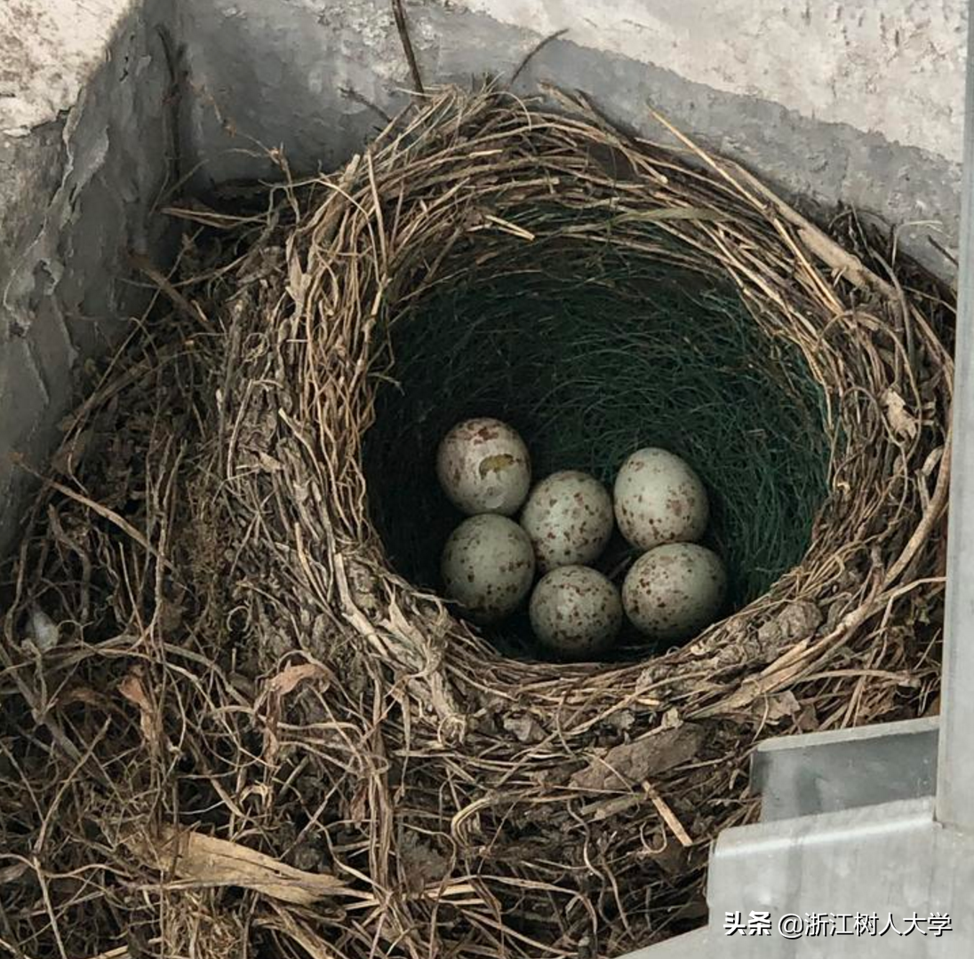 疫情归来后的小惊喜｜别人家的“新舍友”前来