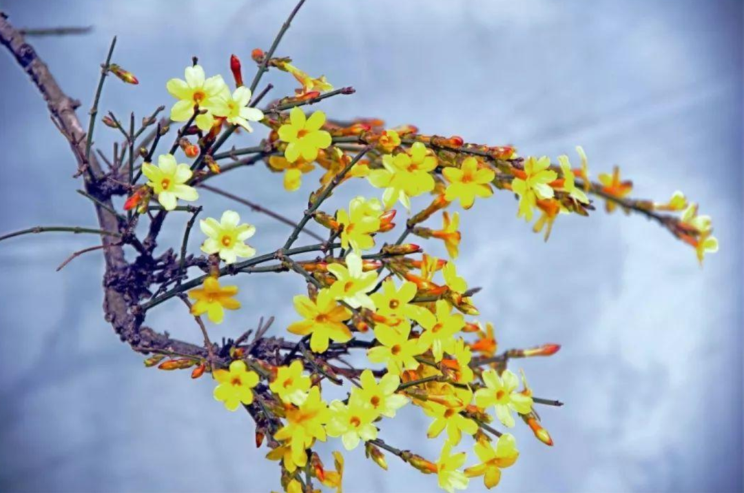 「诗词鉴赏」未腊迎春早放花，十首迎春花的诗词，傲寒迎春-第1张图片-非凡网