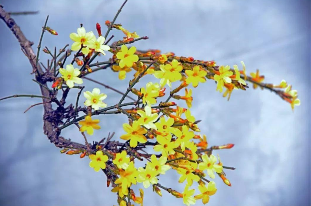 「诗词鉴赏」未腊迎春早放花，十首迎春花的诗词，傲寒迎春-第1张图片-诗句网