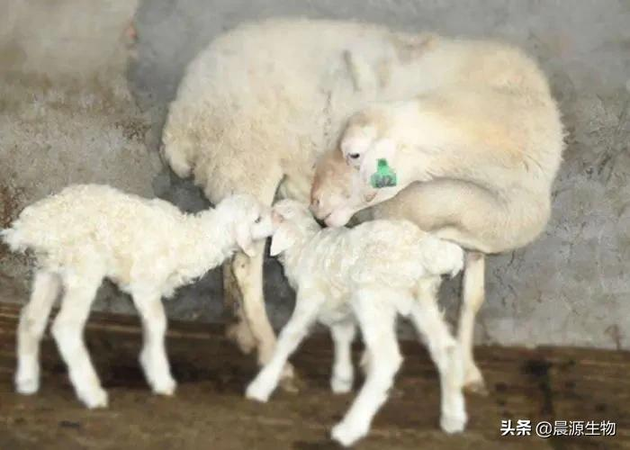 晨源生物——提高母羊年产羔数量的方案