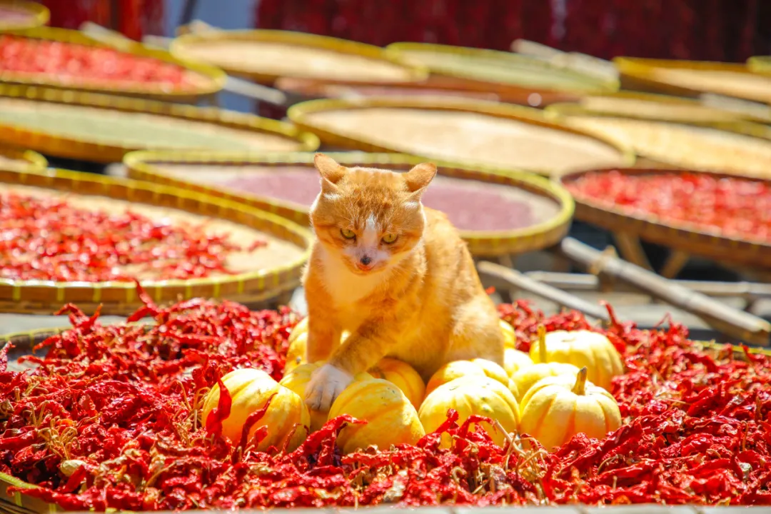 “猫”在老家 | 凉风有信