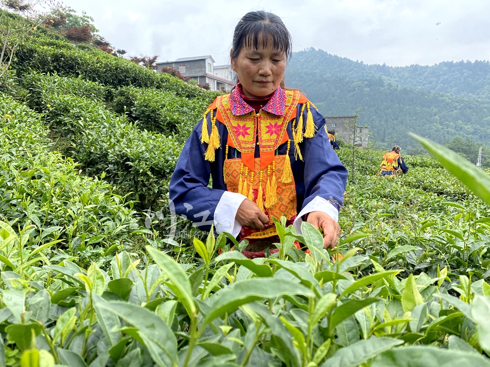 一线看振兴｜马嘶苗族乡：高山云雾藏“金叶”