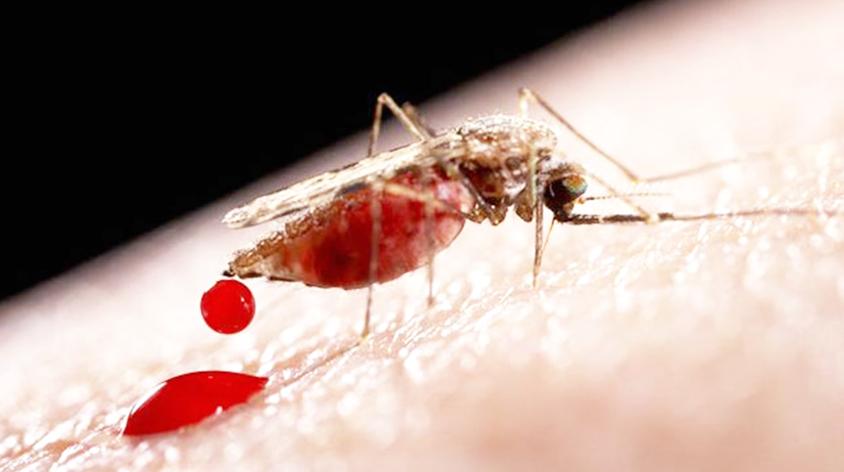 蚊子为什么要吸血，它们吸的血都去哪了？你们知道吗？