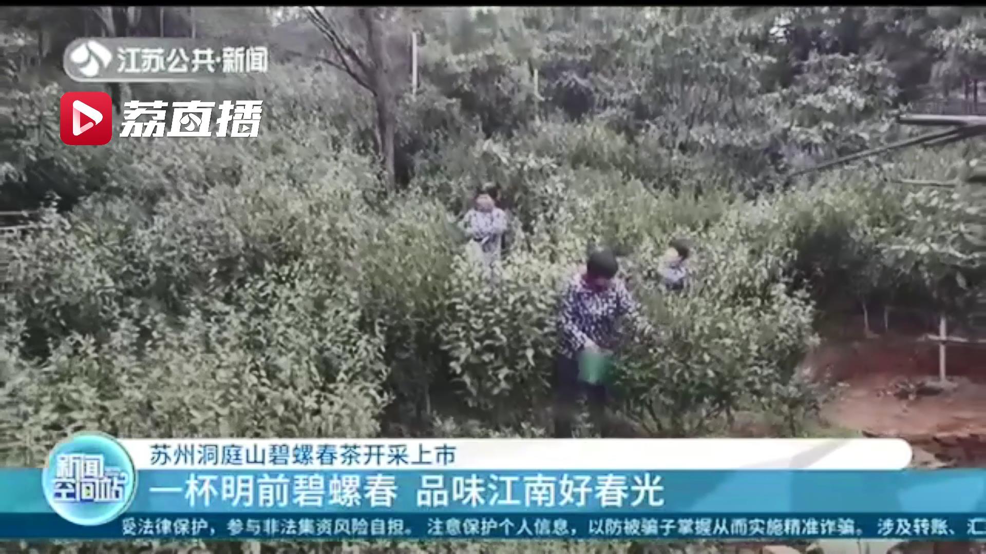 一杯明前碧螺春 品味江南好春光 苏州洞庭山碧螺春茶开采上市