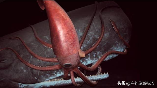 海洋探險知識：絕大部分人，對大海還一無所知，讀懂此文了解海洋