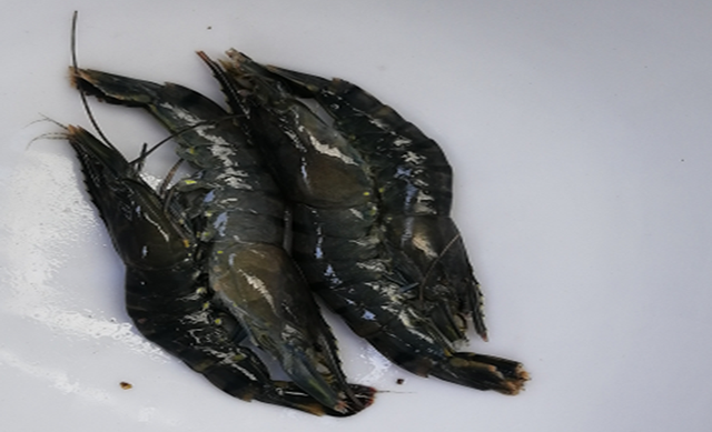 斑节对虾常见病害防控技术要点