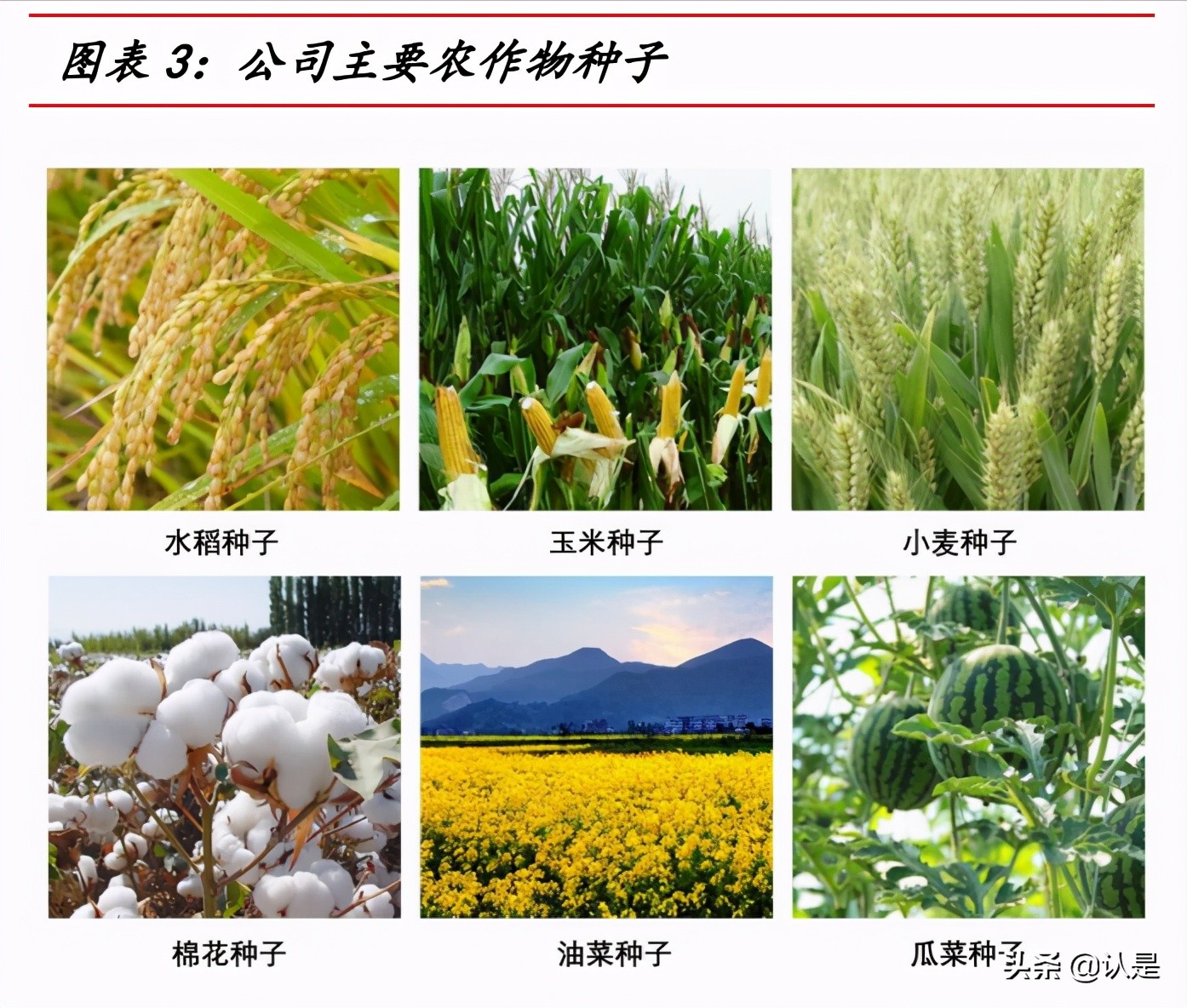 荃银高科专题报告：种业+服务打造产业闭环，借力先正达弯道超车