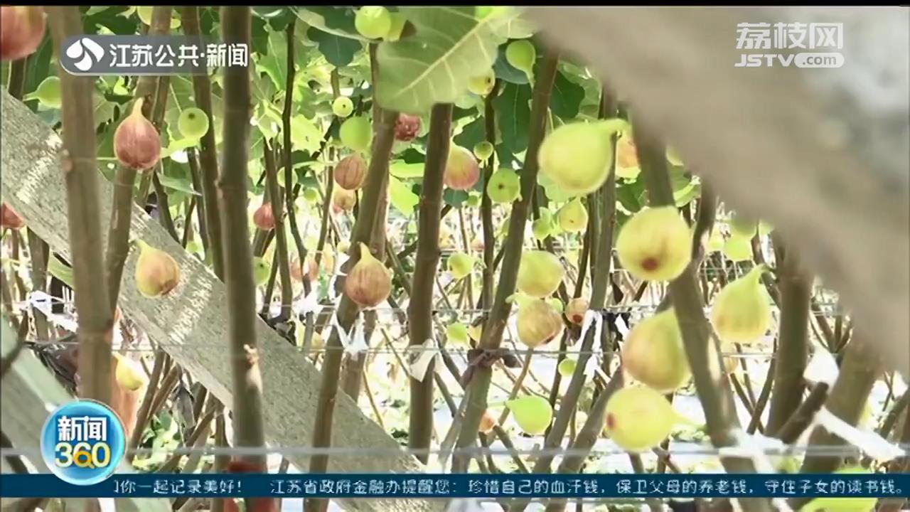 无花果里藏有小蜂？专家辟谣：国内品种不会有这种现象