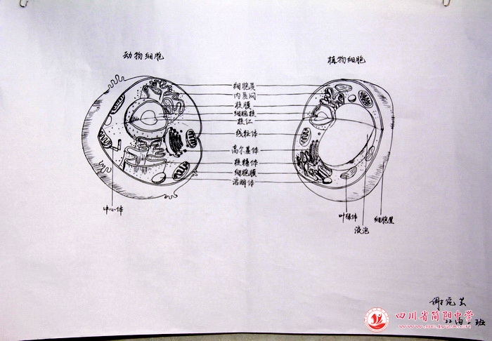 四川省简阳中学怎么样?首届生物学科节(图25)