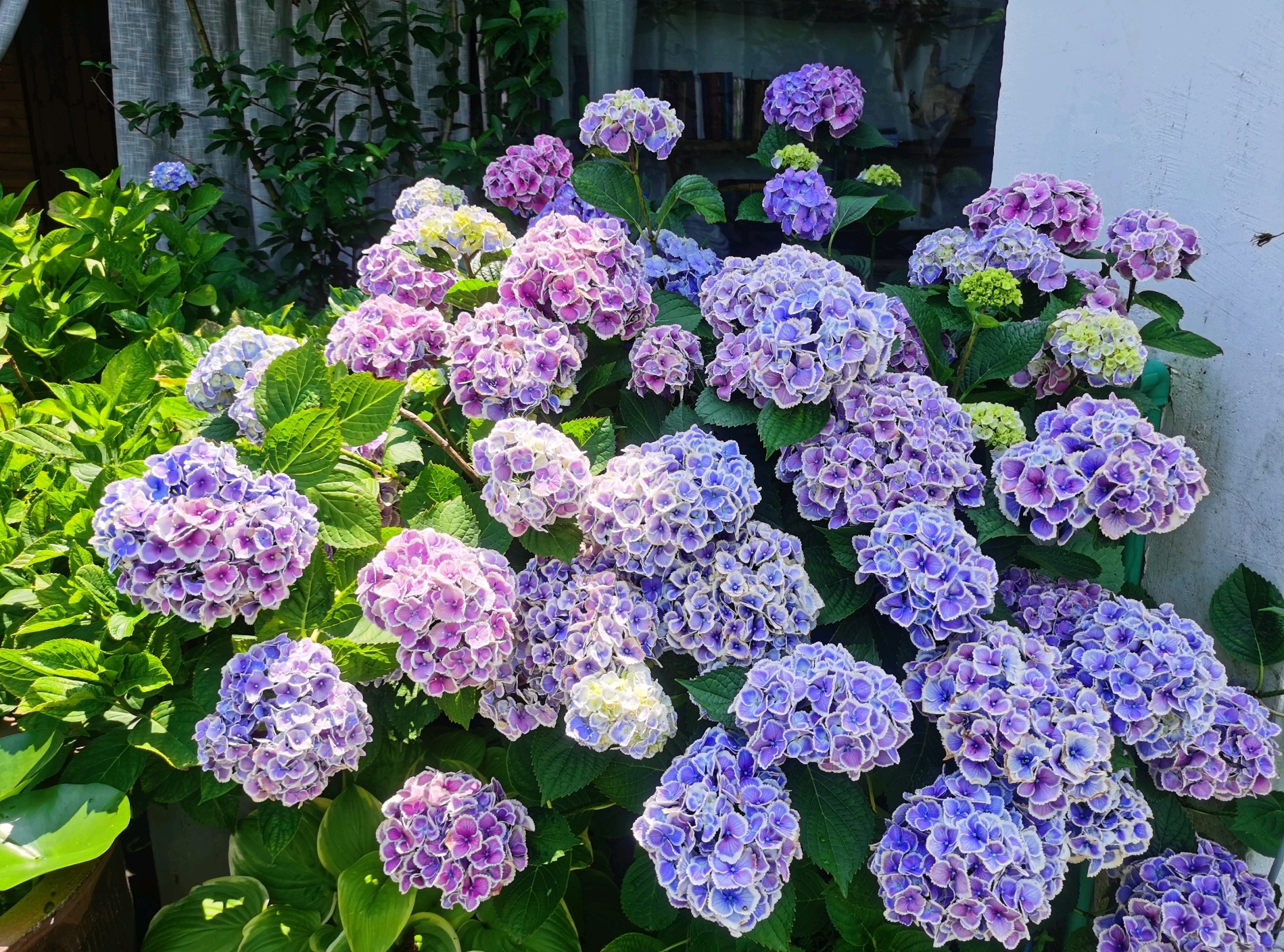 8种耐热绣球花 适合六月养 好养易打理 庭院 阳台都能种 资讯咖