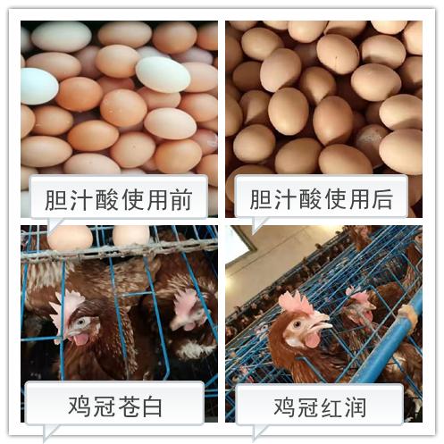 再破历史新低，鸡蛋怎一个“惨”字了得