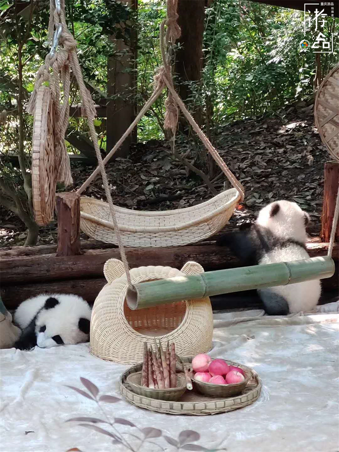 重庆就有大熊猫为何还要去成都看？数量更多规模更大，可爱爆表