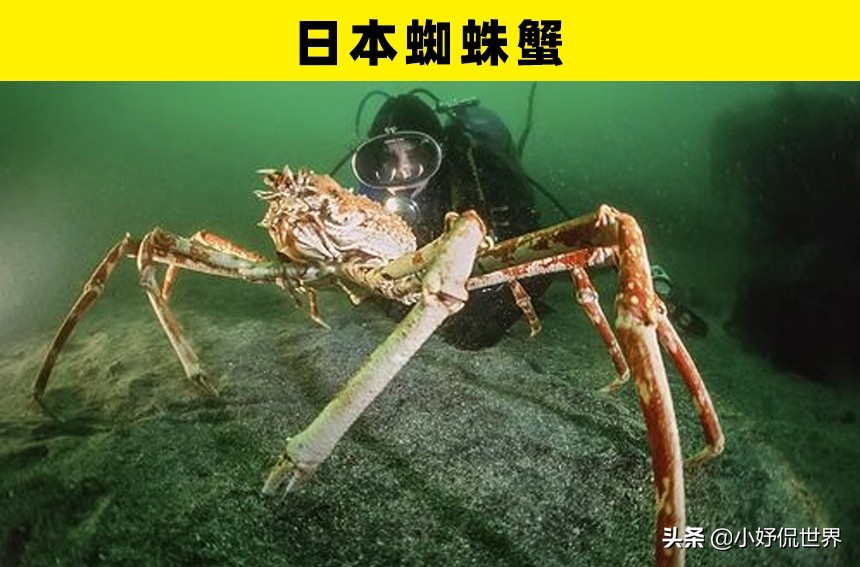 深海100000米以下生物