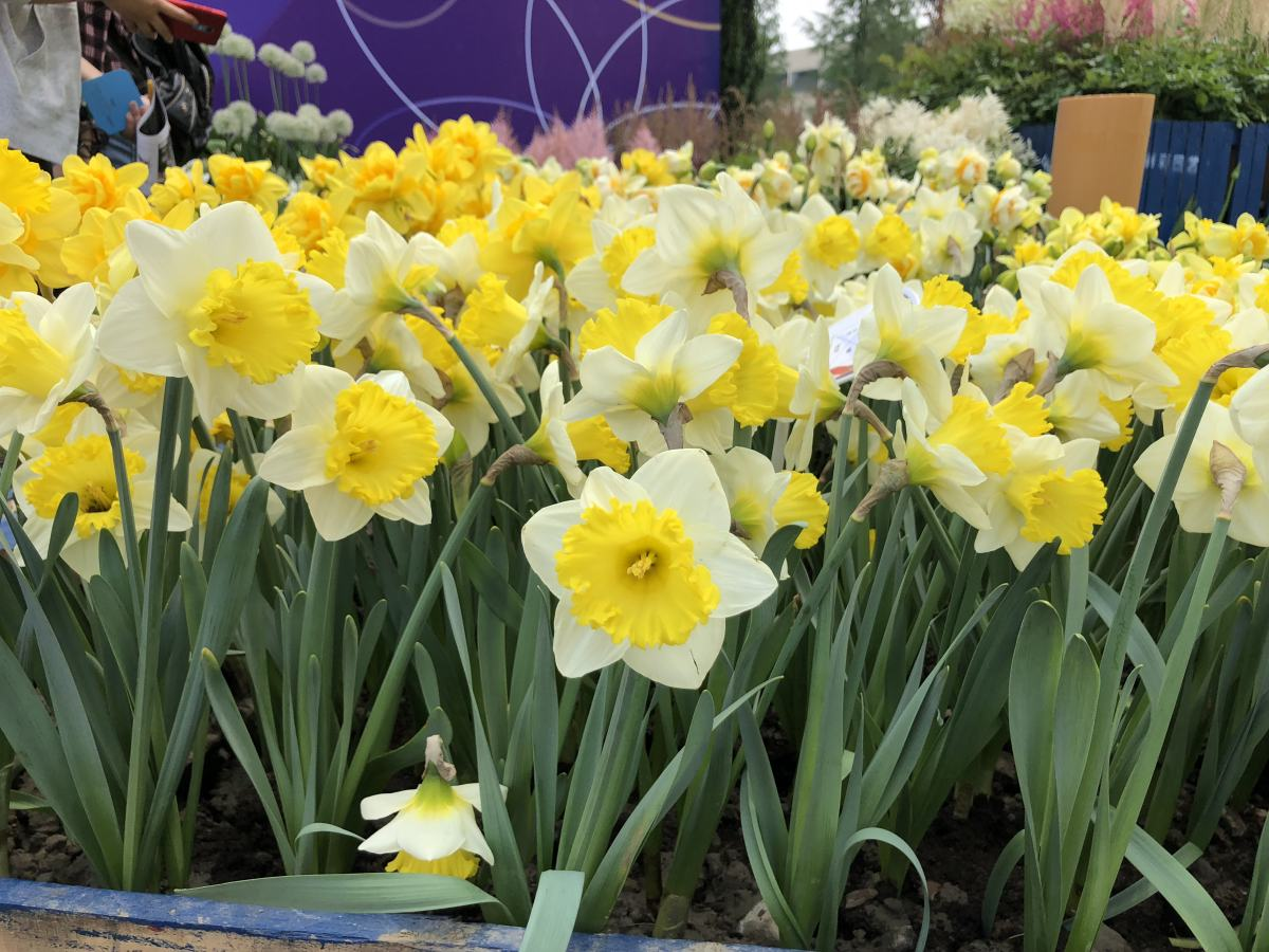 The most popular " year night is spent " , the Spring Festival raises casually, lively festival