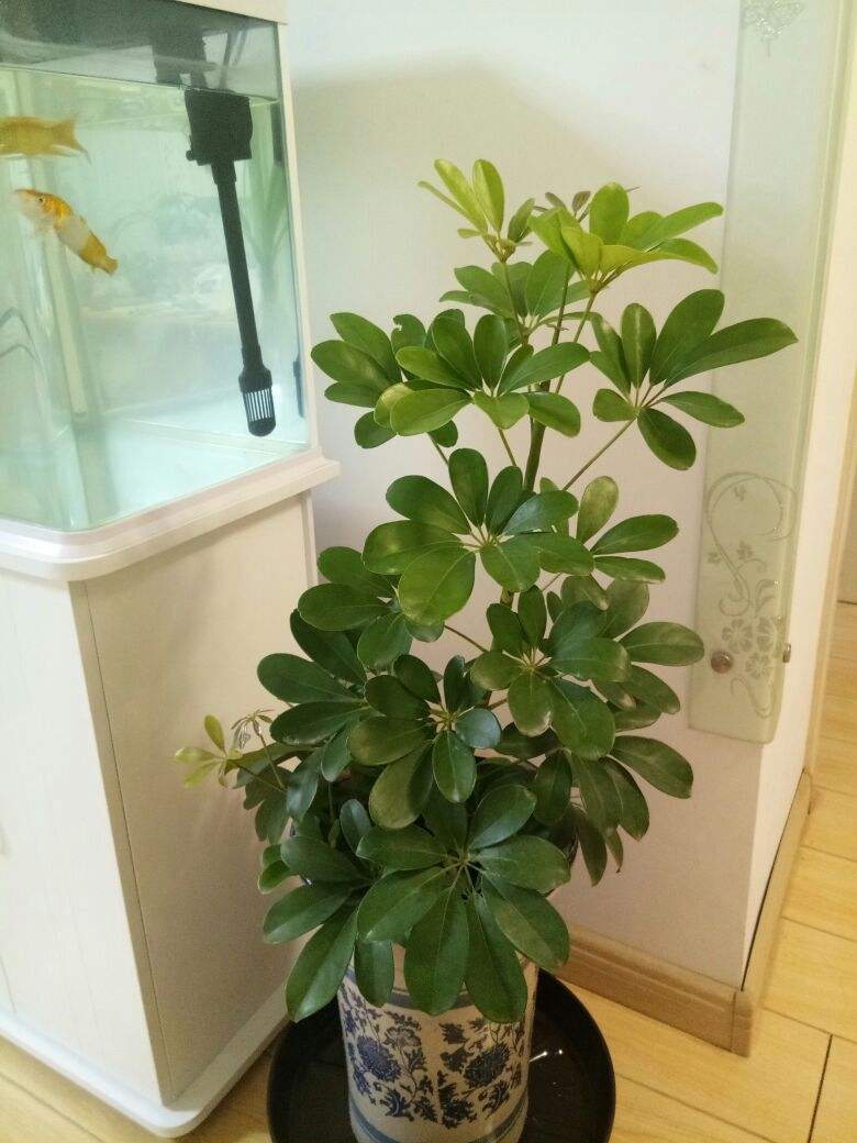 被動吸入“二手煙”真煩人，趕緊養盆“吸煙花”，凈化空氣效果好