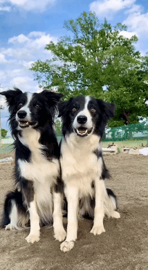 猫咪：抖音上你的身材和实际上你的身材，简直不能太现实