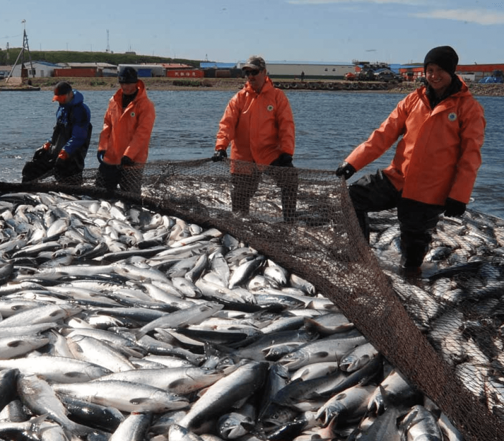 大馬哈魚之爭：中國吃60年“啞巴虧”，俄羅斯獨享“蛋糕”？