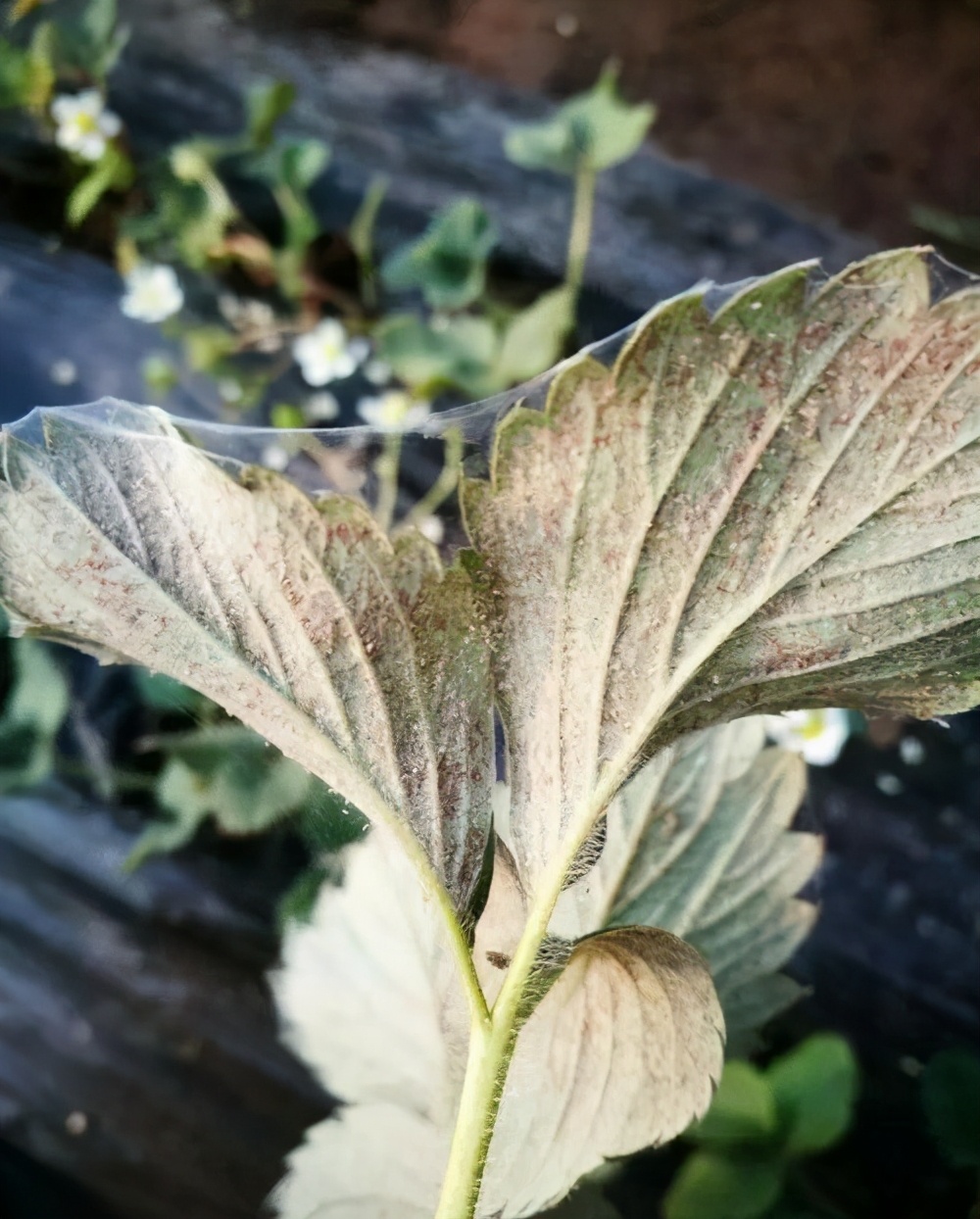 草莓红蜘蛛食谱广泛抗药力强危害性大防治措施咋进行