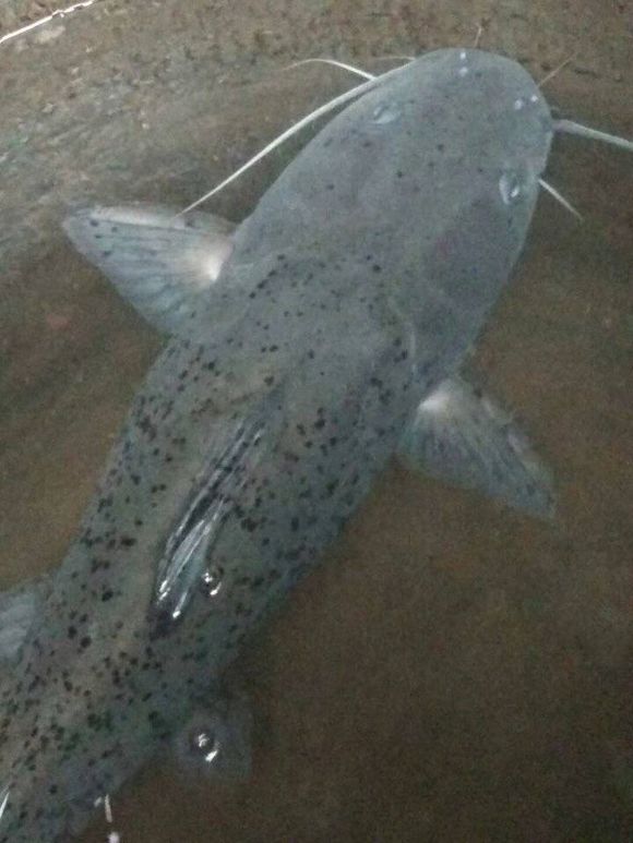 重庆山里的奇鱼,随山洪而出现,钓鱼人称它"小黄龙"