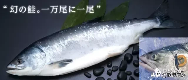 史上最全的顶级“海鱼”海鲜大全,全吃过的你人生就到达了巅峰!