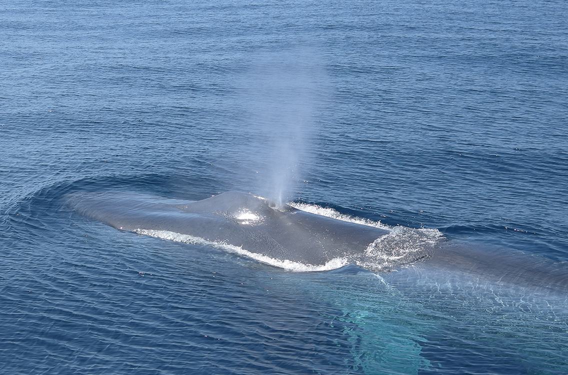 航空母舰的螺旋桨有多可怕？看看这些海洋生物