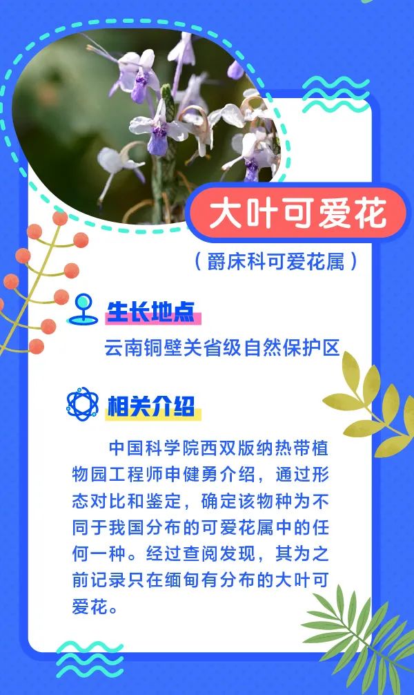 誰還不是個“小可愛”！這些動植物新物種你見過嗎？