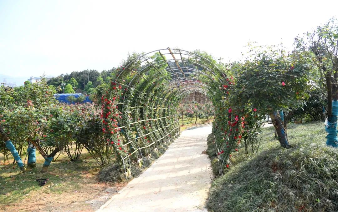 黄秀佳：发展美丽经济助力乡村振兴