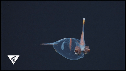透過皮膚一眼就能看到內髒，這6種透明生物毫無隱私可言