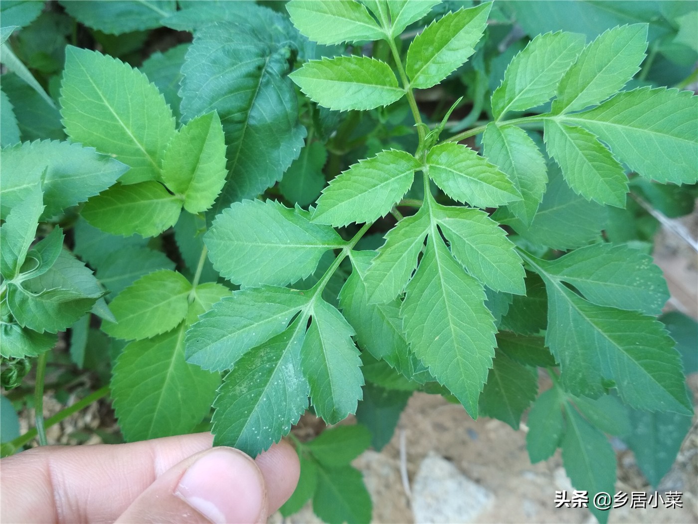 野菜生长茂盛却多卷叶褶皱 野菜也是杂草 有蚜虫寄生 不容忽视 三农 爆资讯新媒体平台