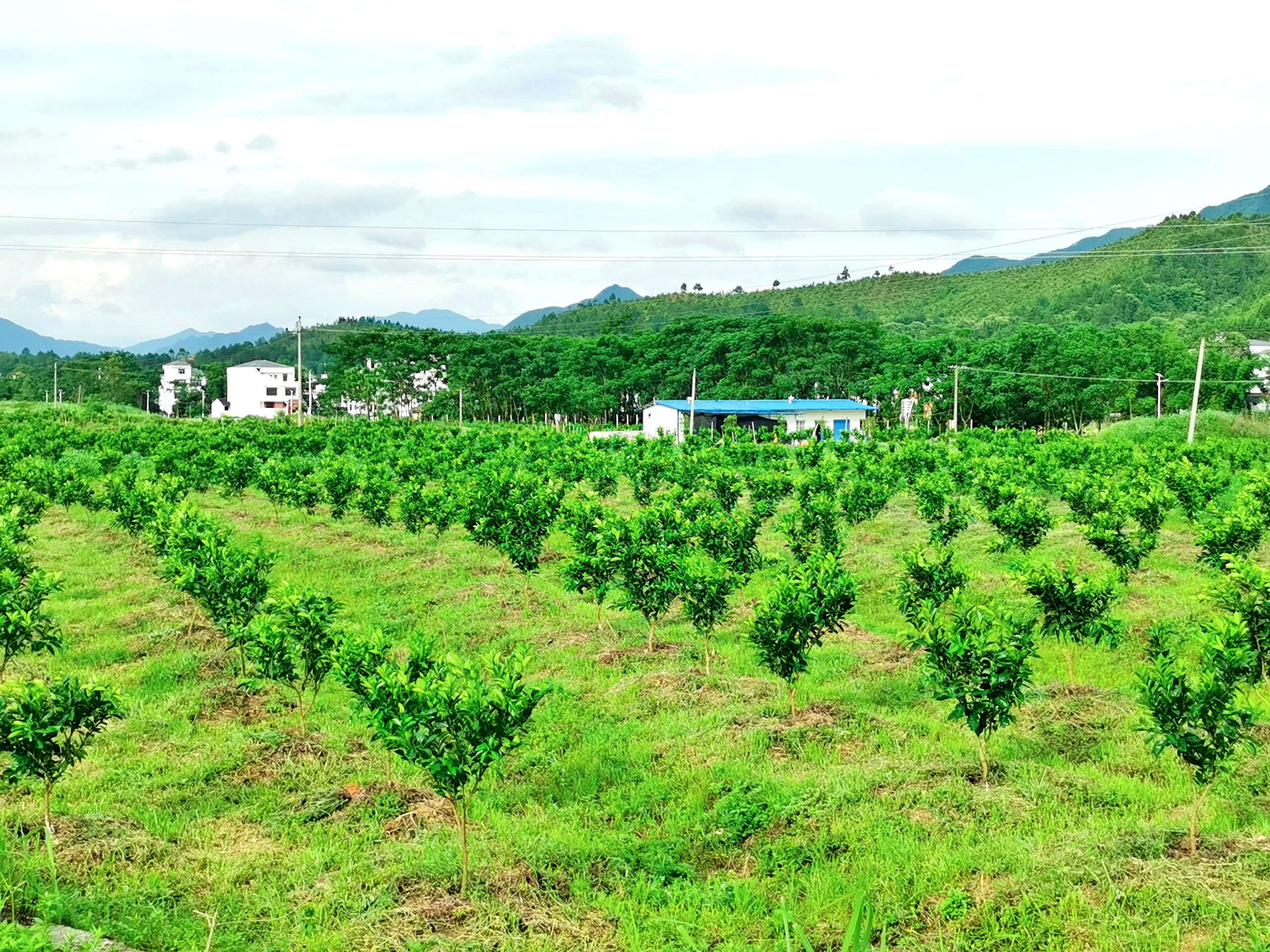 龙南黄坑村：家庭农场成为贫困户的“聚宝盆”