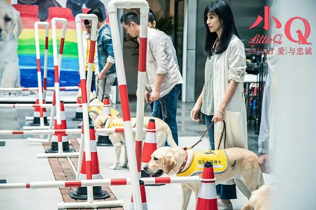 Touch 300 million people guide blind dog small Q, explain responsibility and faithful essence