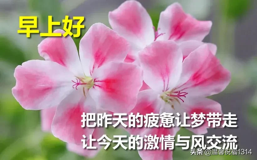 早上好唯美问候语 早安祝福语漂亮图片