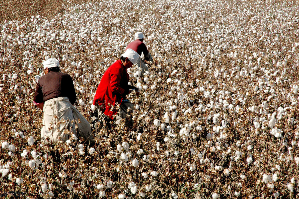 新疆棉花遭抵制，美国发起棉花战争，意在绞杀中国纺织产业