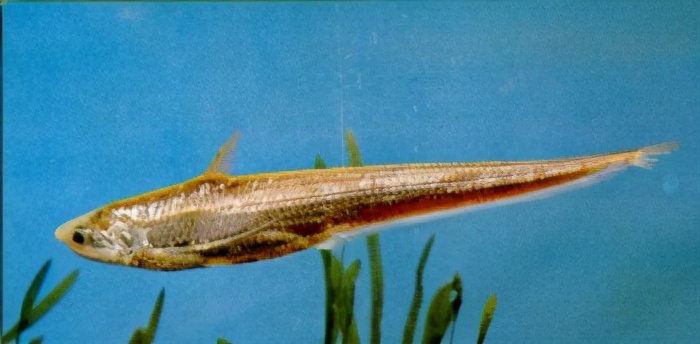 (毛花鱼)coilia brachygnathuskreyenberg et pappenheim5短颌鲚鯷科