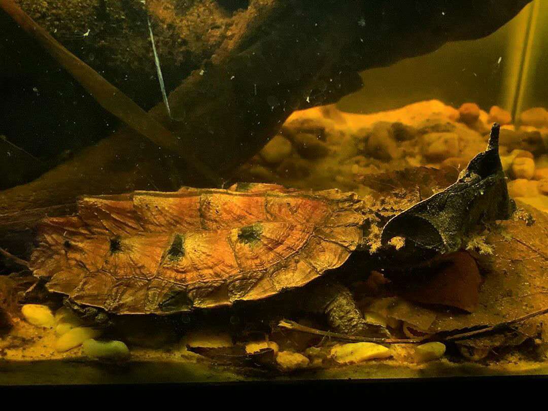 龟中异形---玛塔龟:奇特而又神秘的存在,完全的水