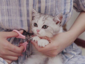刚到家的小猫咪，一直咬人、抓人咋办？你需要了解一下