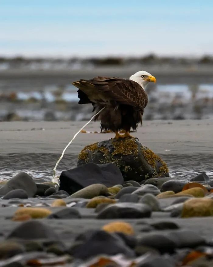 Atlas | Eider down takes the advantage that buys big drop, be clear at a glance with a ha is breathed out