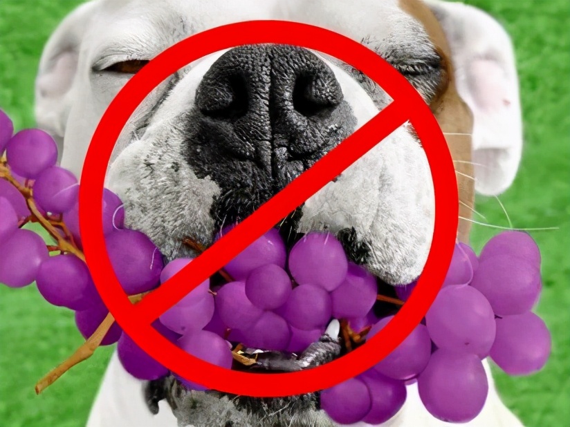 对狗狗来说，这6种水果可“致命”