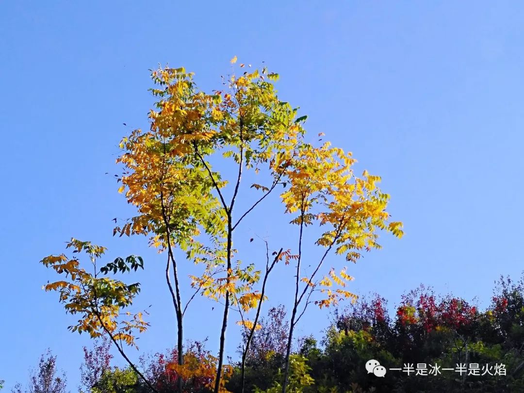 散文诗：这样的秋天，你来吗-第3张图片-诗句网