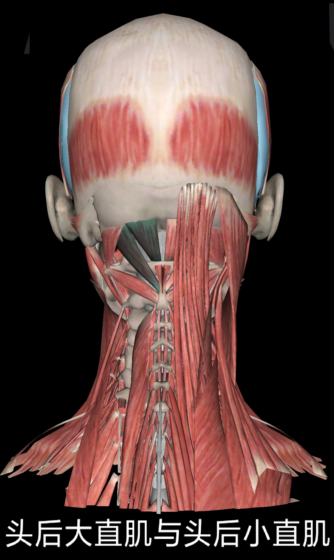 浅谈颈部解剖之肌肉