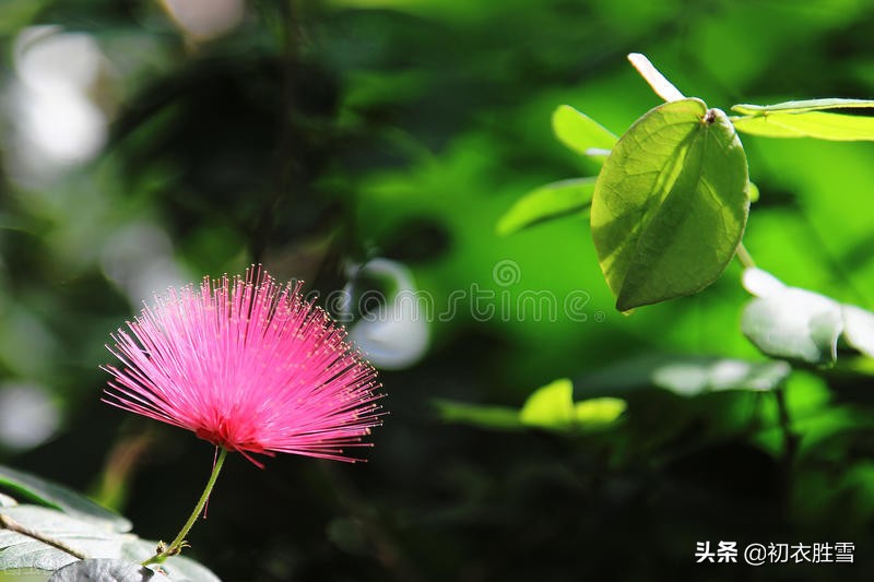 从古诗合欢花四首，解读父母爱情，一生一世一双人-第3张图片-诗句网