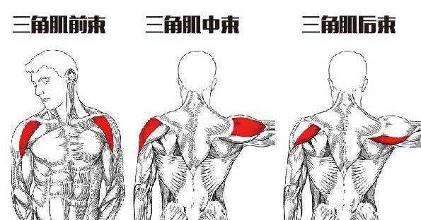 三角肌怎么拉伸？3个拉伸动作，提高训练效果！