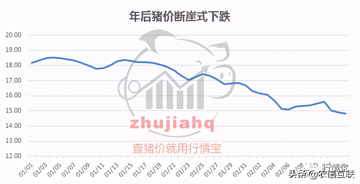 猪价暴跌至13元，仔猪却大涨！玉米要涨到2元？养猪还赚钱吗？