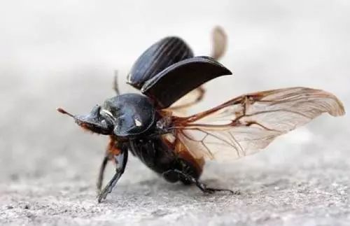 自然界清道夫：蜣螂，重任在身的真·劳模