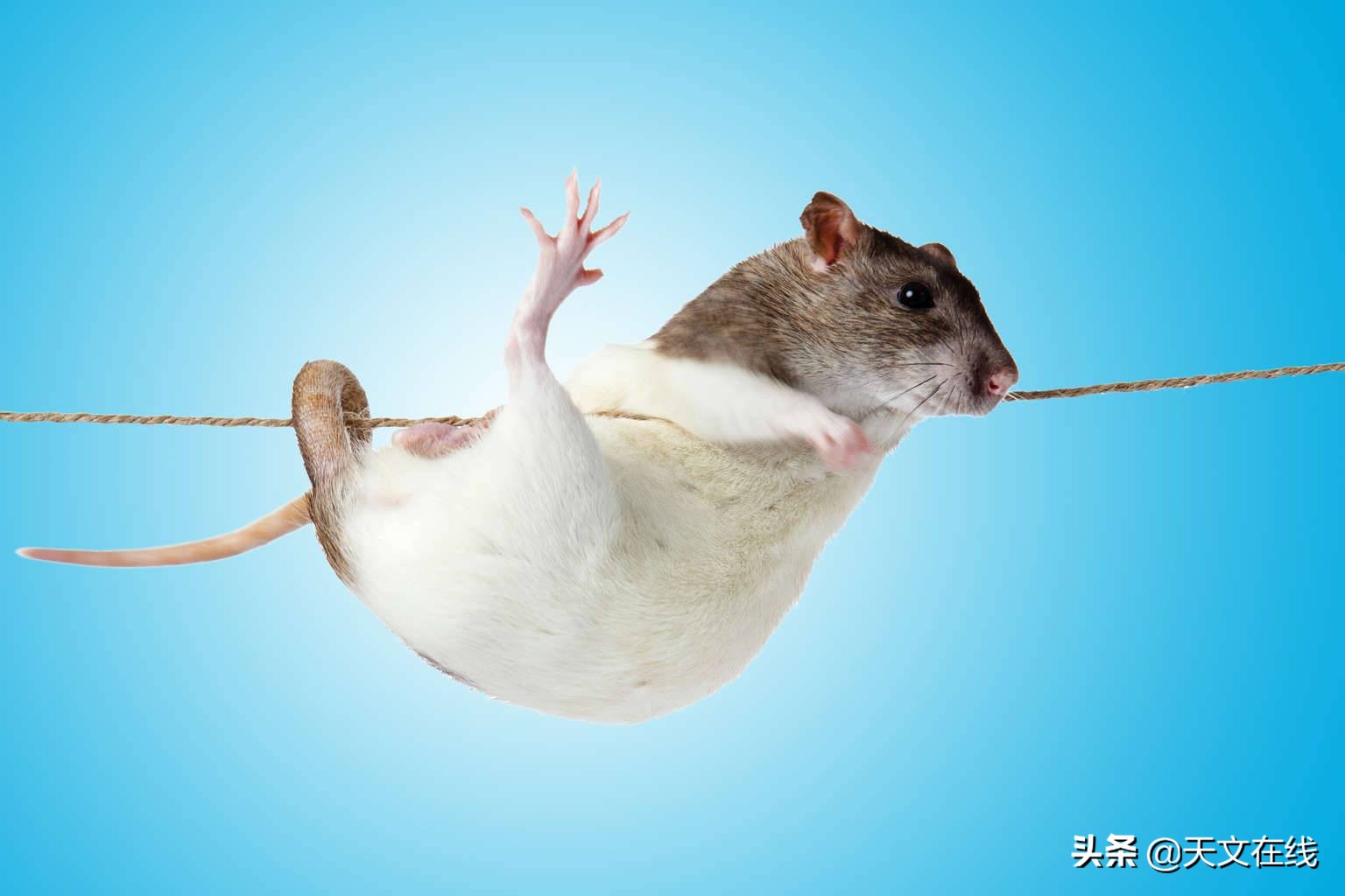 实验表明：当老鼠从太空回归后，它的免疫系统已发生改变