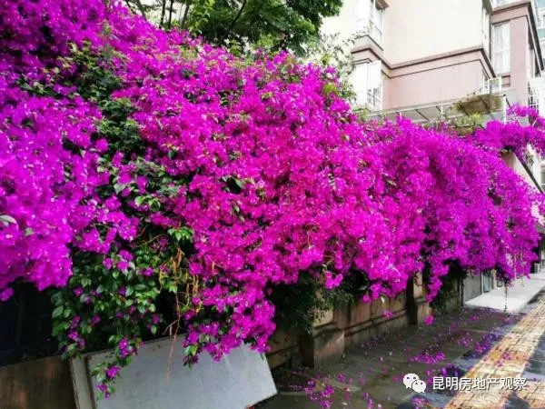 昆明一小区养了一棵花，枝条爬上7层楼，路人都