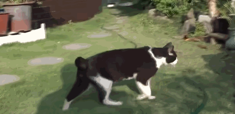 猫咪每日奔袭8公里，只为谈恋爱，谁说异地恋就没有好结局？