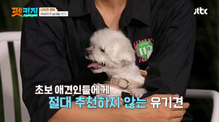 金希澈發言被遺棄動物協會批評：這樣做是把流浪狗趕到死角地帶