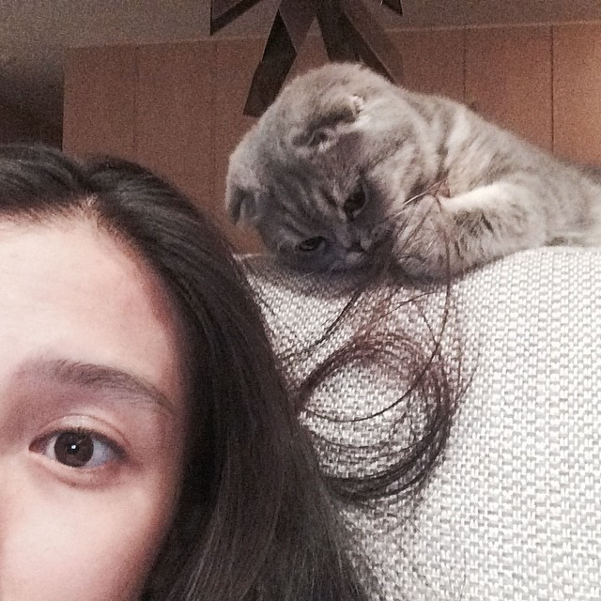 Angelababy上亿豪宅客厅曝光，放巨型猫笼！对猫这么好为何被骂