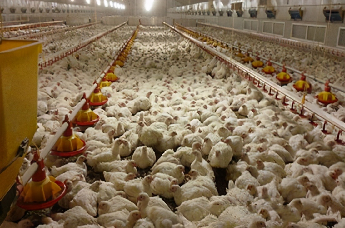 热应激对鸡的影响有多大？该如何有效应对？